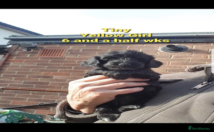 Sproodle dogs - Advert 4