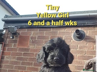 Sproodle dogs - Advert 7