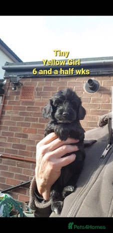 Sproodle dogs - Advert 4