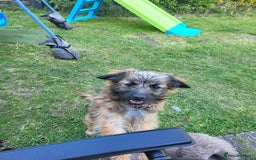 Pomapoo dogs for sale: Mother and daughter for sale  - Image 2