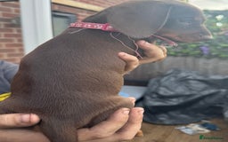Miniature Dachshund dogs for sale: stunning KC miniature dachshunds  - Image 9