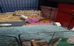 Guinea Pig rodents for sale: 2 Male Guinea Pigs  - Image 4
