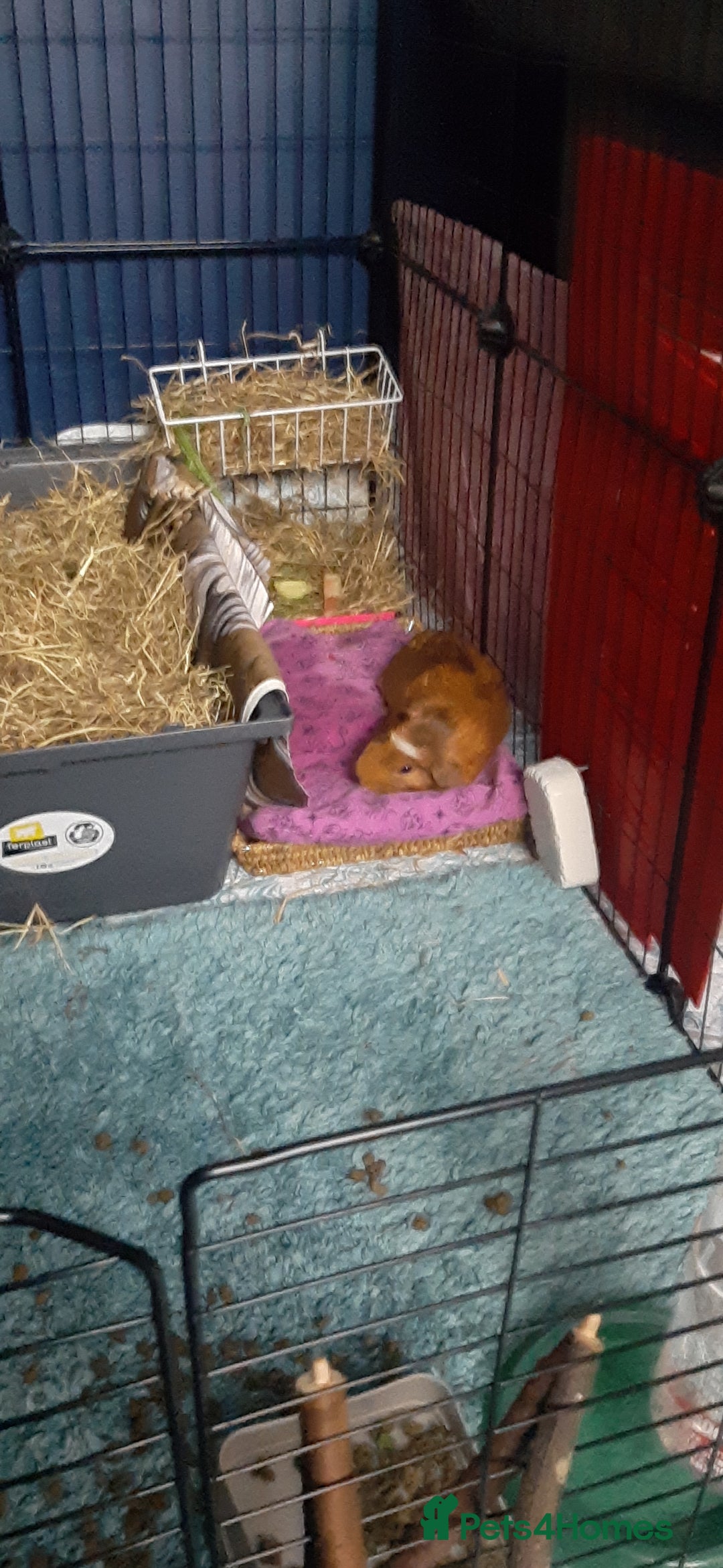 Guinea Pig rodents for sale: 2 Male Guinea Pigs  - Image 4