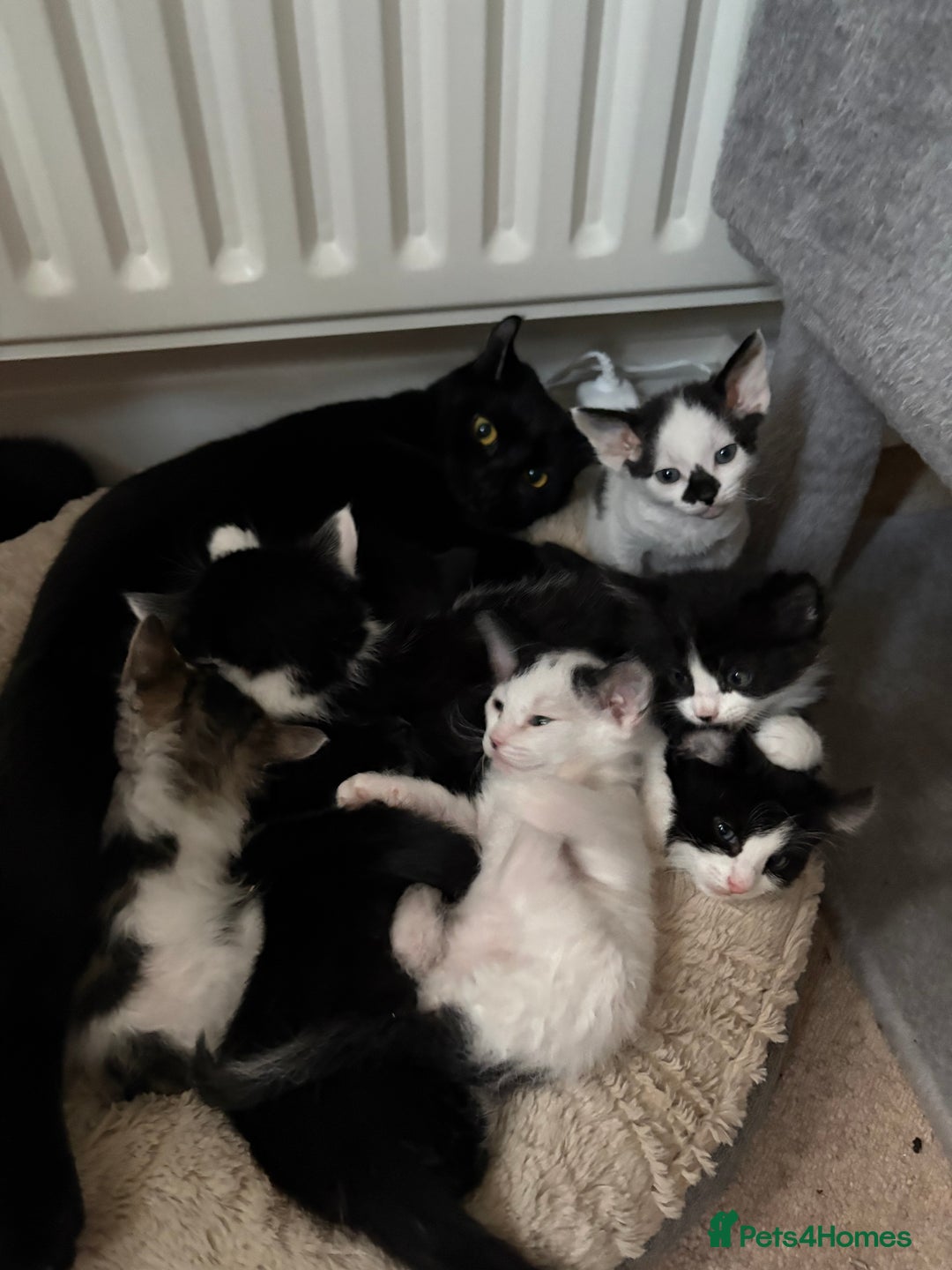 Mixed Breed cats for sale: Seven Tiny Adventures Waiting for Their Families - Advert 33