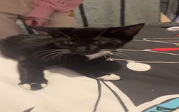Mixed Breed cats for sale: AVAILABLE NOW kitten for sale - Image 1