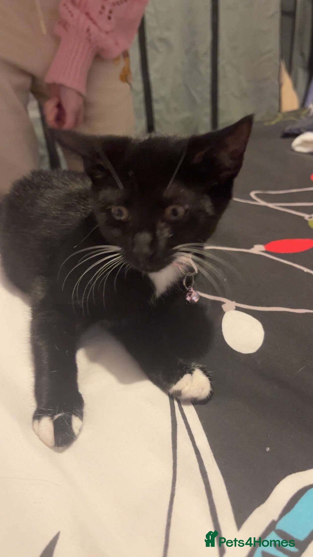Mixed Breed cats for sale: AVAILABLE NOW kitten for sale - Image 1