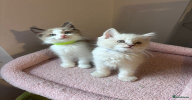 Ragdoll cats - Advert 11
