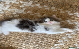 RagaMuffin cats for sale: Beautiful ragdoll x kittens 1 LEFT READY NOW - Image 27