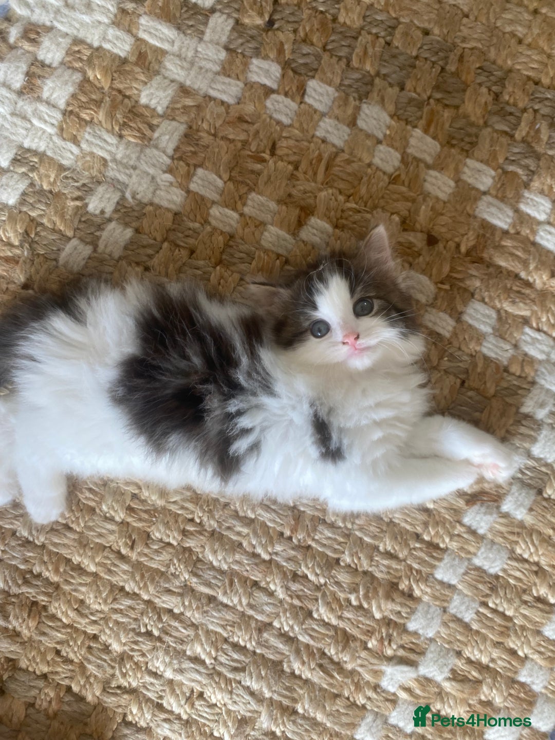 RagaMuffin cats for sale: Beautiful ragdoll x kittens 1 LEFT READY NOW - Image 27