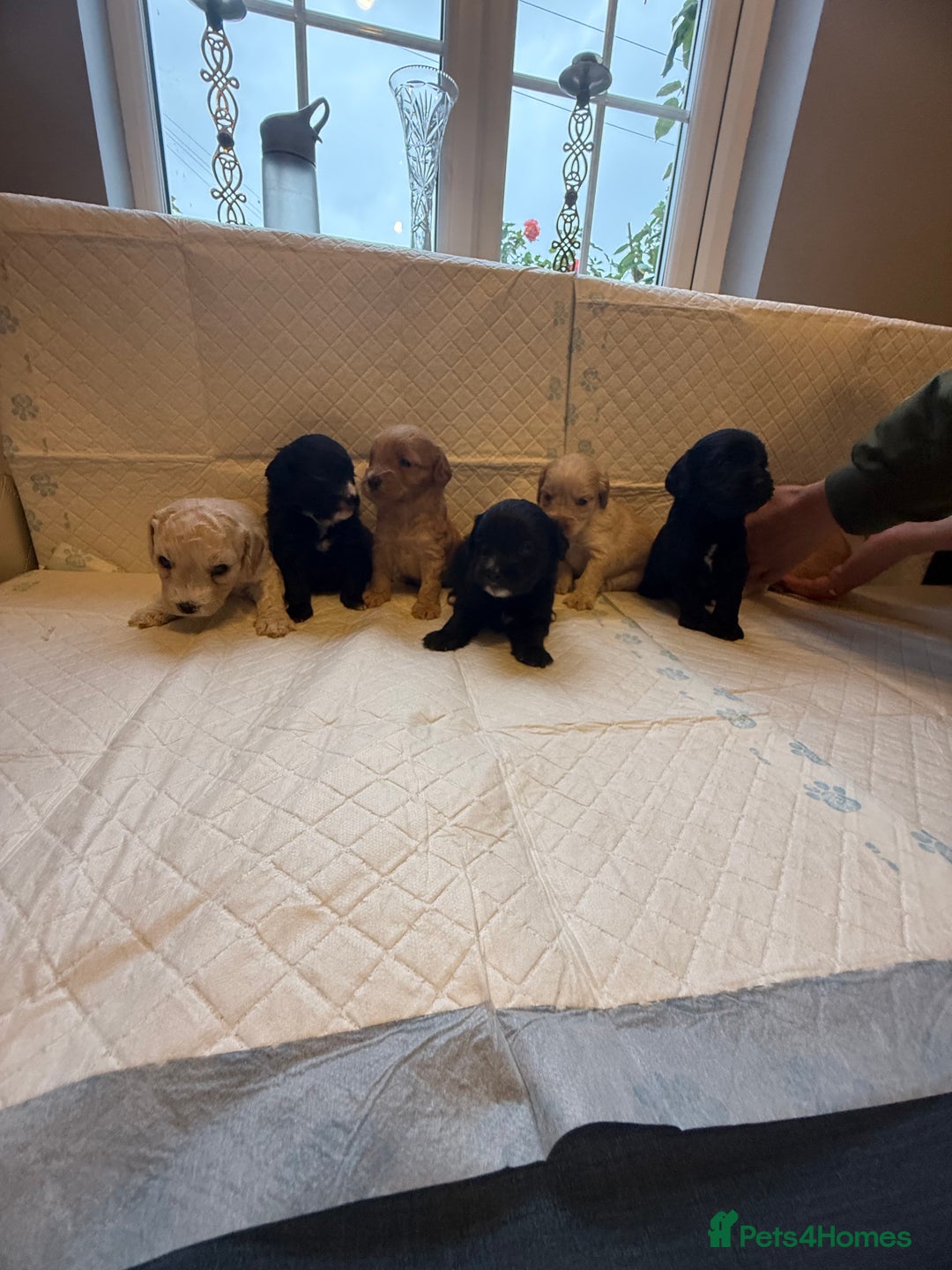 Cockapoo dogs for sale: Cockapoo F2 beautiful puppies  - Image 24