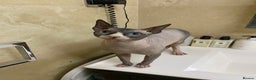 Sphynx cats for stud: Bi-colour Sphynx boy for stud services in London - Advert 6
