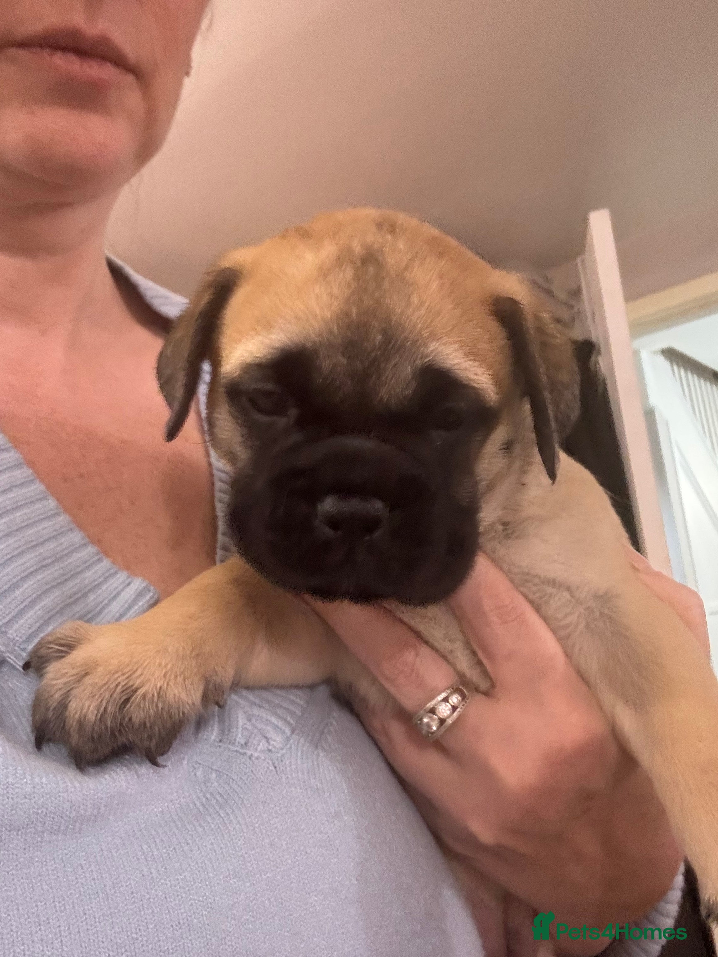 Bullmastiff dogs Stunning KC Registered Bullmastiff Puppies - Advert 2