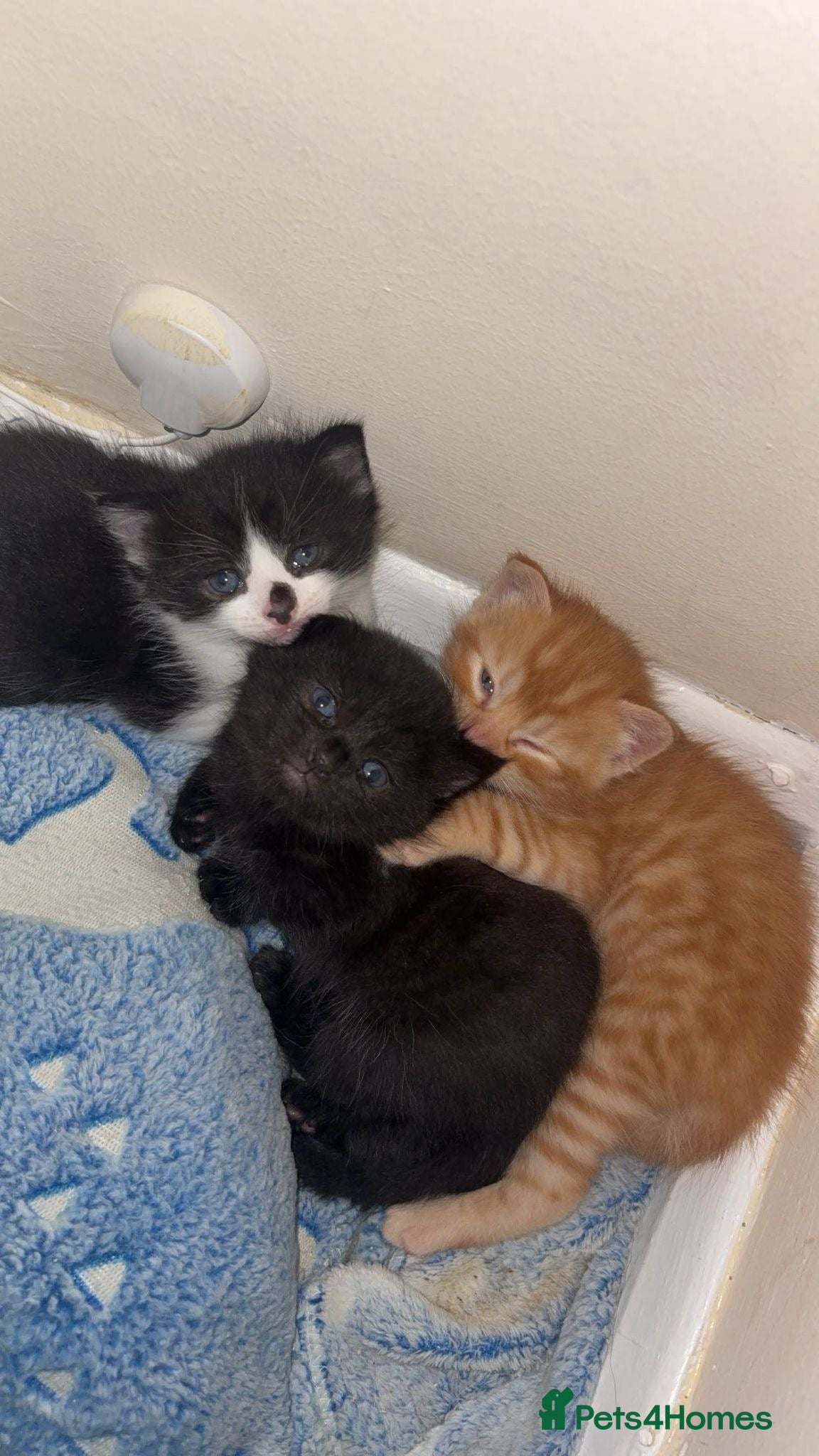 Mixed Breed cats Litter of 3 beautiful kittens  - Advert 3