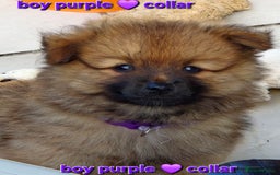 Pomsky dogs for sale: REDUCED PRICE: Cute Pomsky F1b puppies for sale  - Image 7