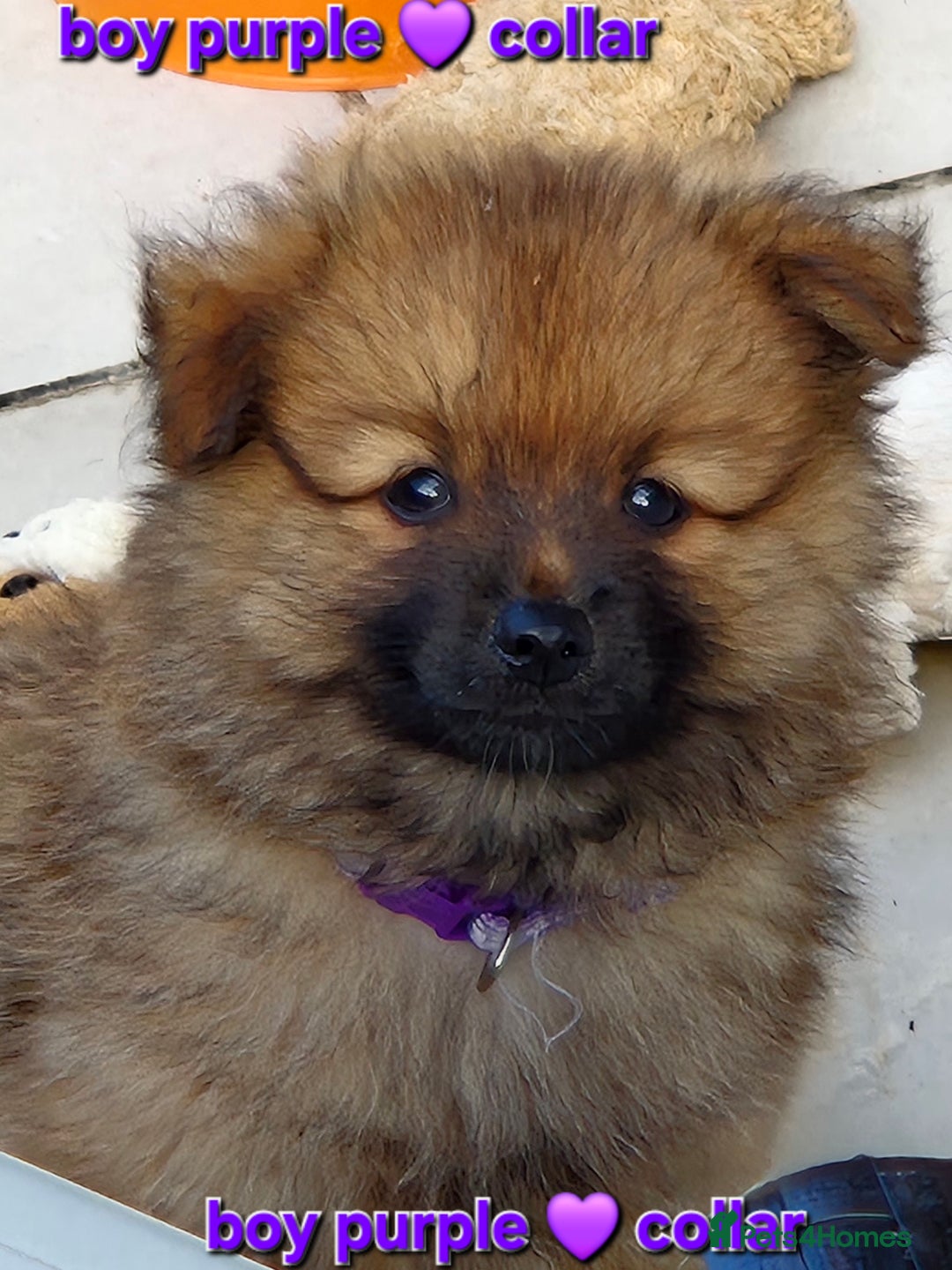 Pomsky dogs for sale: REDUCED PRICE: Cute Pomsky F1b puppies for sale  - Image 7