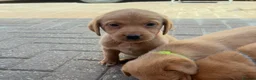Labrador Retriever dogs for sale: 5 kc Labrador pups ready now  - Advert 3
