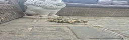 Tortoise reptiles for sale: Tortoise  in Coatbridge - Advert 3