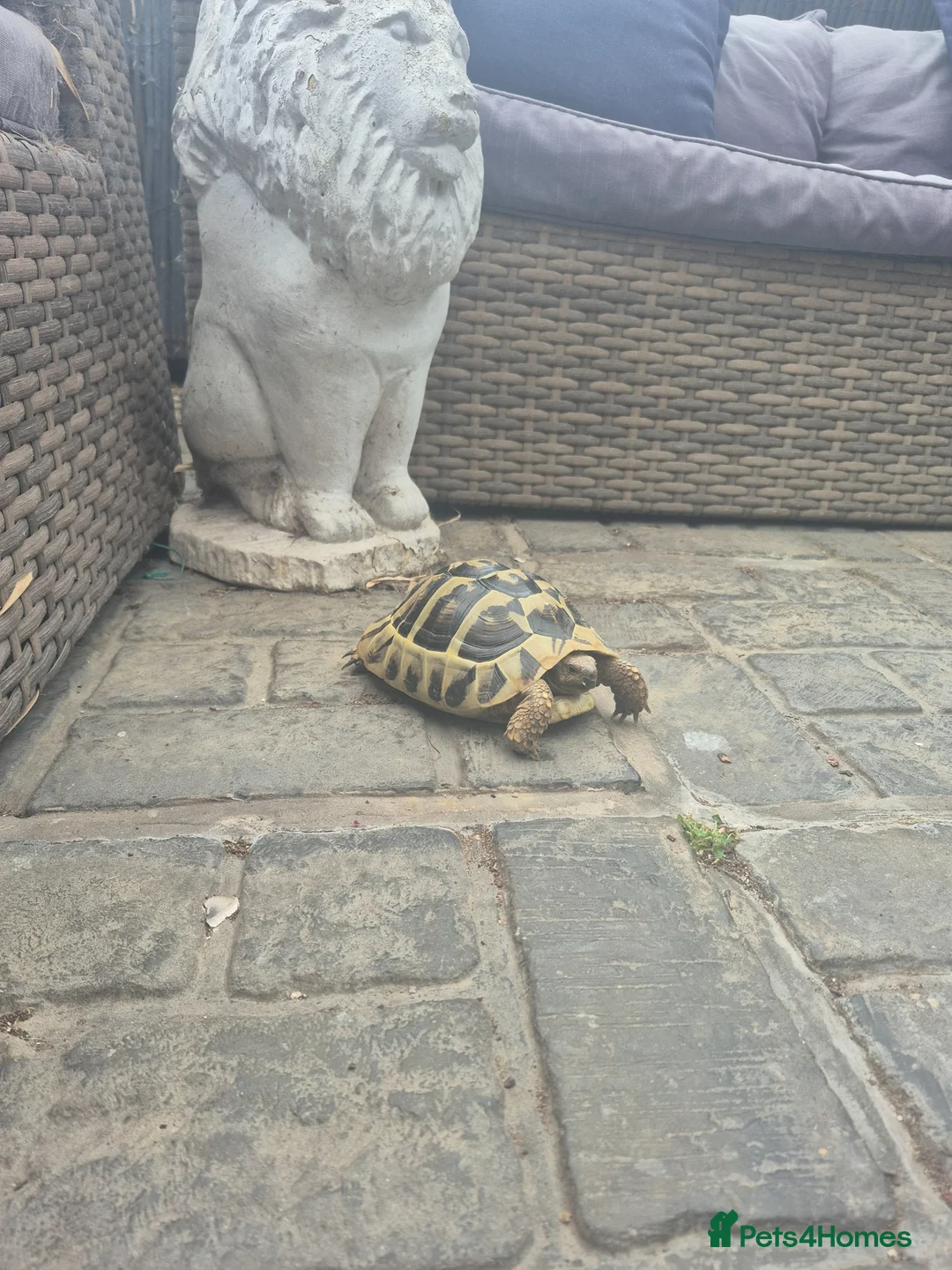 Tortoise reptiles for sale: Tortoise  in Coatbridge - Advert 3