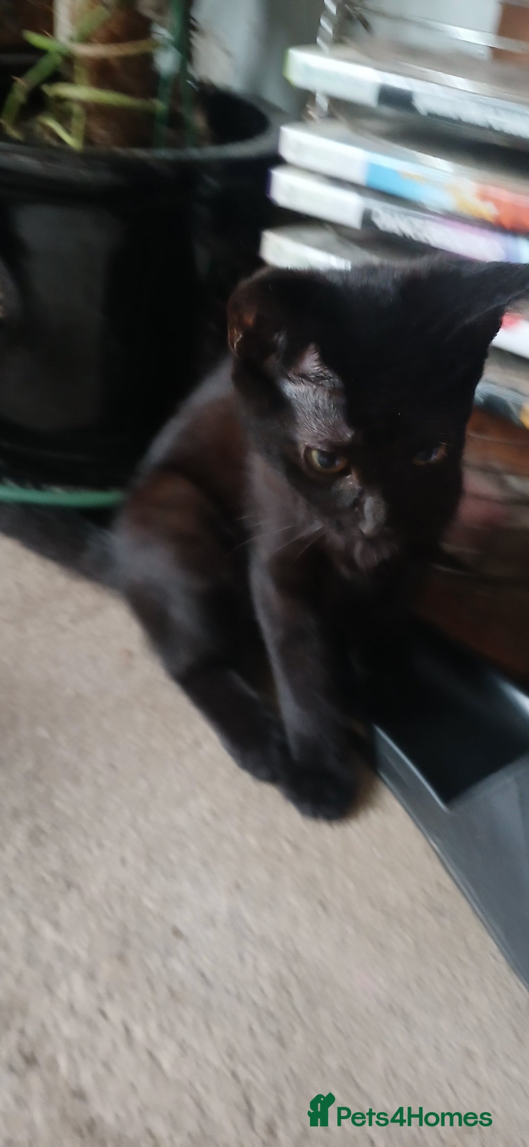 Mixed Breed cats for sale:  Kittens need new homes!! 🤗🤗 - Image 4
