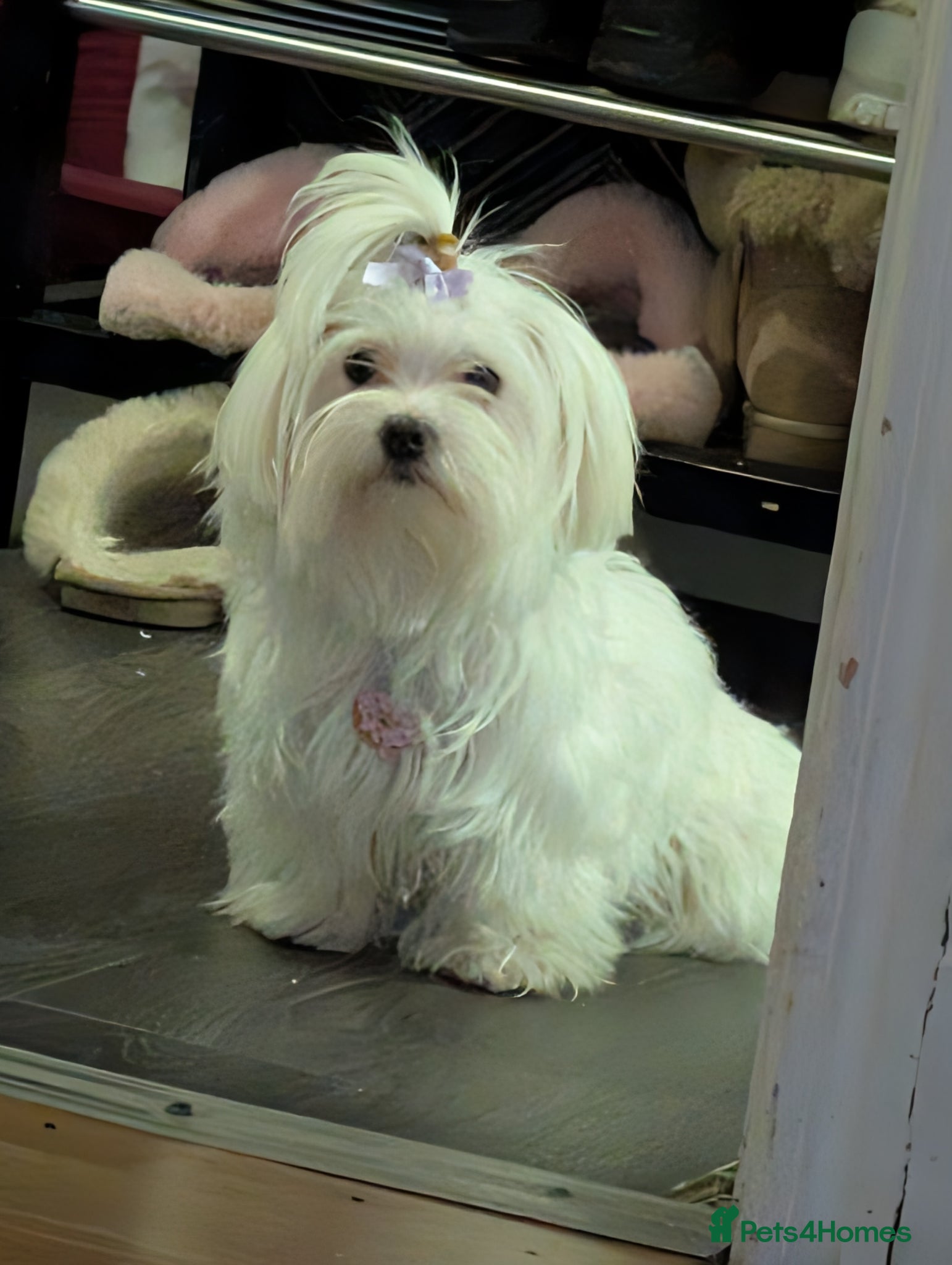 Maltese dogs Mini Maltese Girl 2 years ready now ❗🩷 - Advert 4