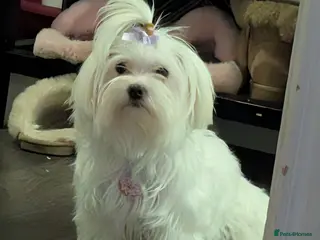 Maltese dogs Mini Maltese Girl 2 years ready now ❗🩷 - Advert 4