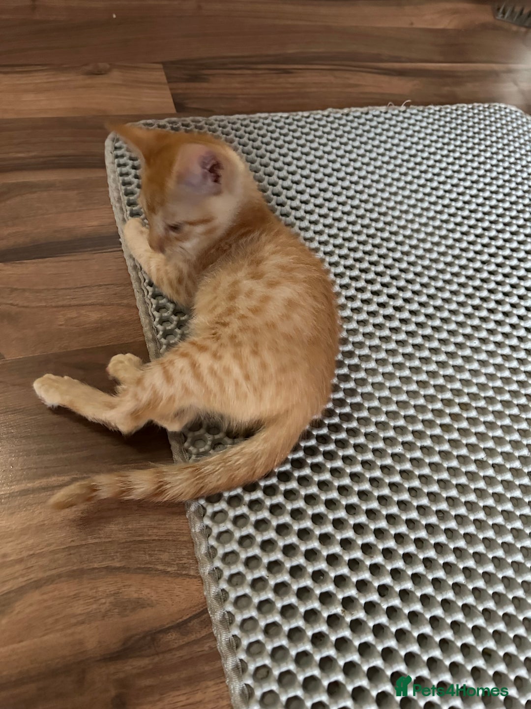 Mixed Breed cats for sale: Amazing Half Bengals !!! - Advert 9
