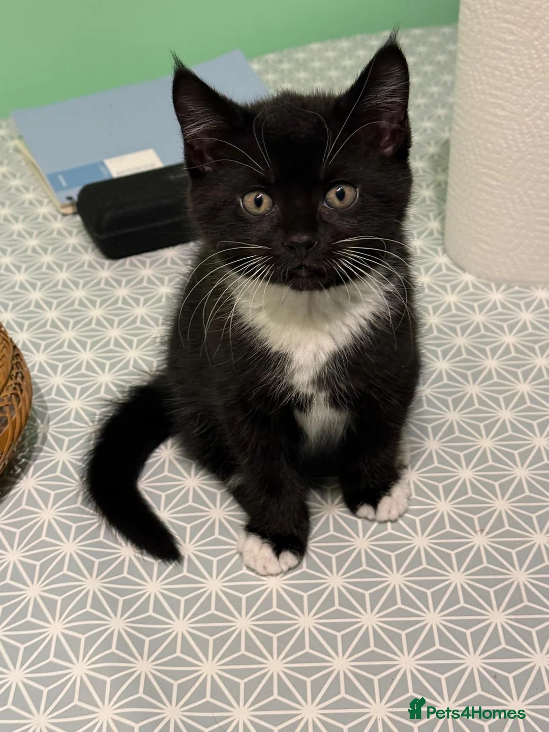 Mixed Breed cats for sale: 2 beautiful kitten ready to leave!  in Huntingdon - Advert 2