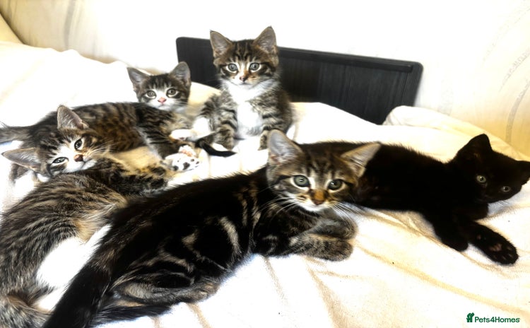 Norwegian Forest Cat cats - Advert 1