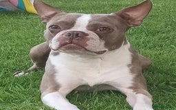 Boston Terrier dogs for sale: Outstanding Blue/Champagne Boston pups - Image 16