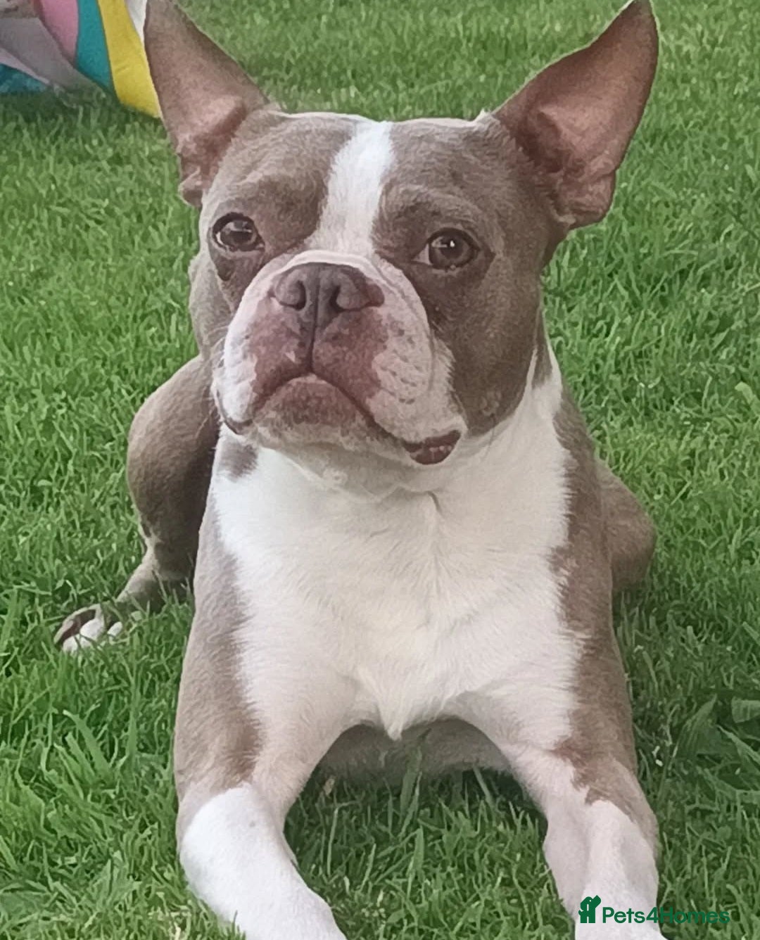 Boston Terrier dogs for sale: Outstanding Blue/Champagne Boston pups - Image 16