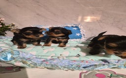 Yorkshire Terrier dogs for sale: 💝Beautiful Miniature Babies from 250g💝 - Image 26