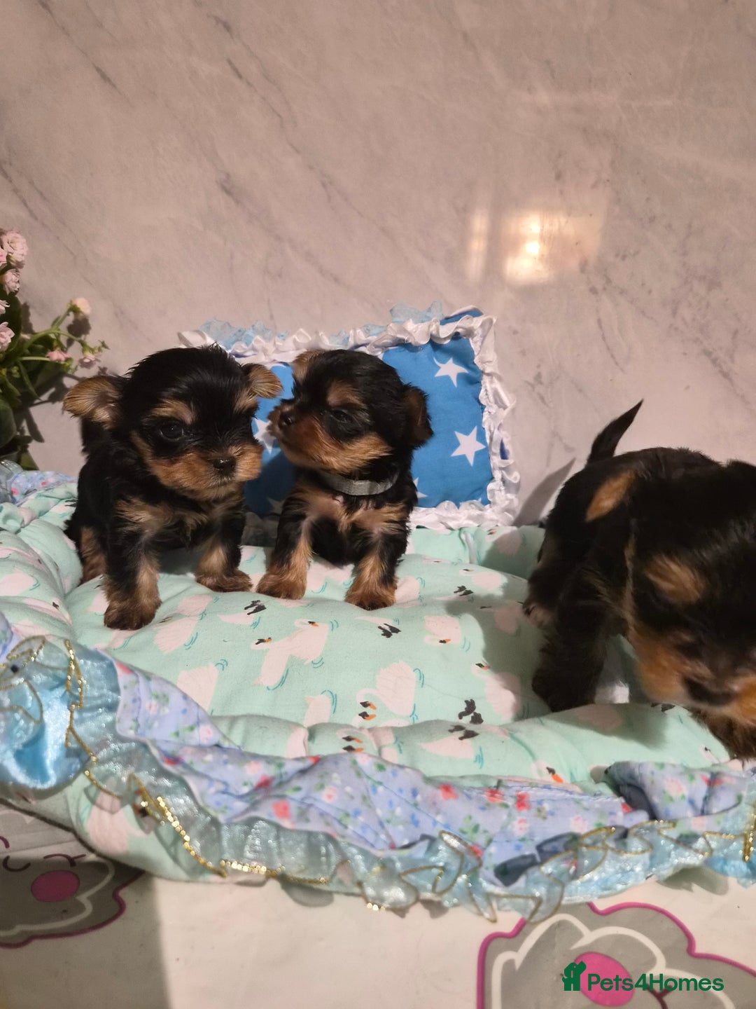 Yorkshire Terrier dogs for sale: 💝Beautiful Miniature Babies from 250g💝 - Image 26