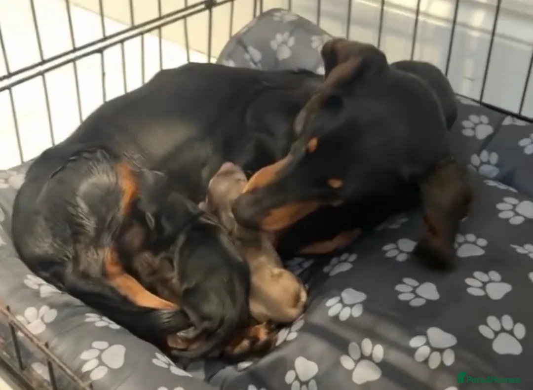 Dachshund dogs for sale: Our Beautiful ‘KING GEORGE’ the dachshund  - Advert 2