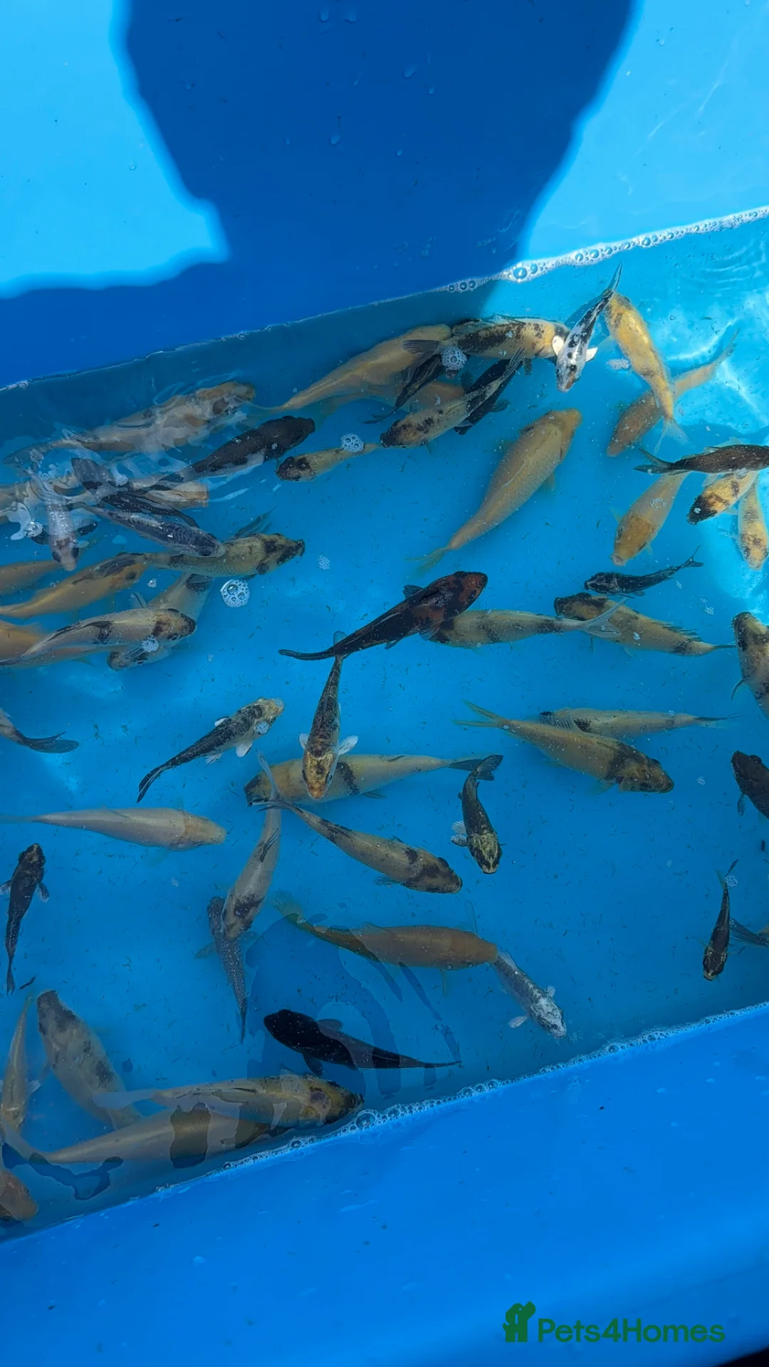 Koi Carp fish for sale: Koi carp tosai - Advert 1