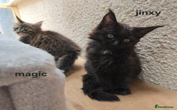 Maine Coon cats for sale: Blue girl "mignight" - Maine Coon Kittens Polydactyl Russian line - Image 29