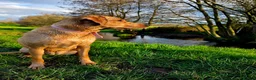 Labrador Retriever dogs for sale: Beautiful Labrador - Advert 4
