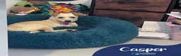 Mixed Breed dogs for adoption: Meet Casper, currently residing in Kent in Canterbury - Advert 1