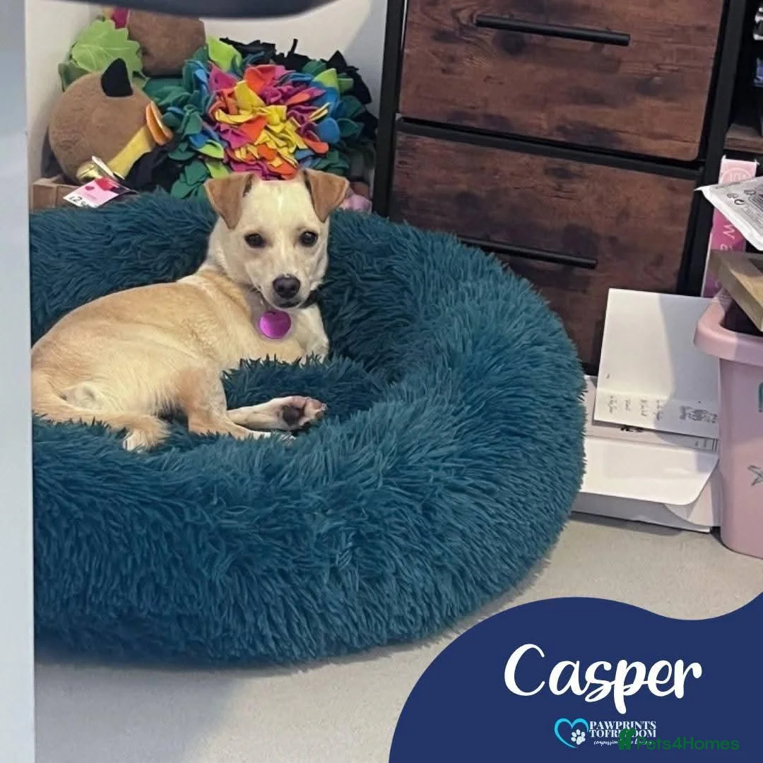 Mixed Breed dogs for adoption: Meet Casper, currently residing in Kent in Canterbury - Advert 1