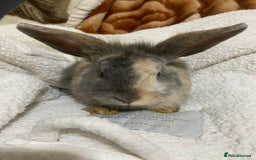 Mixed Breed rabbits for sale: Beautiful Bunnies Ready For New Homes - Advert 18