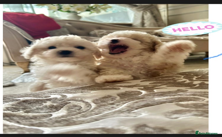 Poochon dogs - Advert 1
