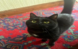 British Shorthair cats for sale: Socks & Mittens - Image 2