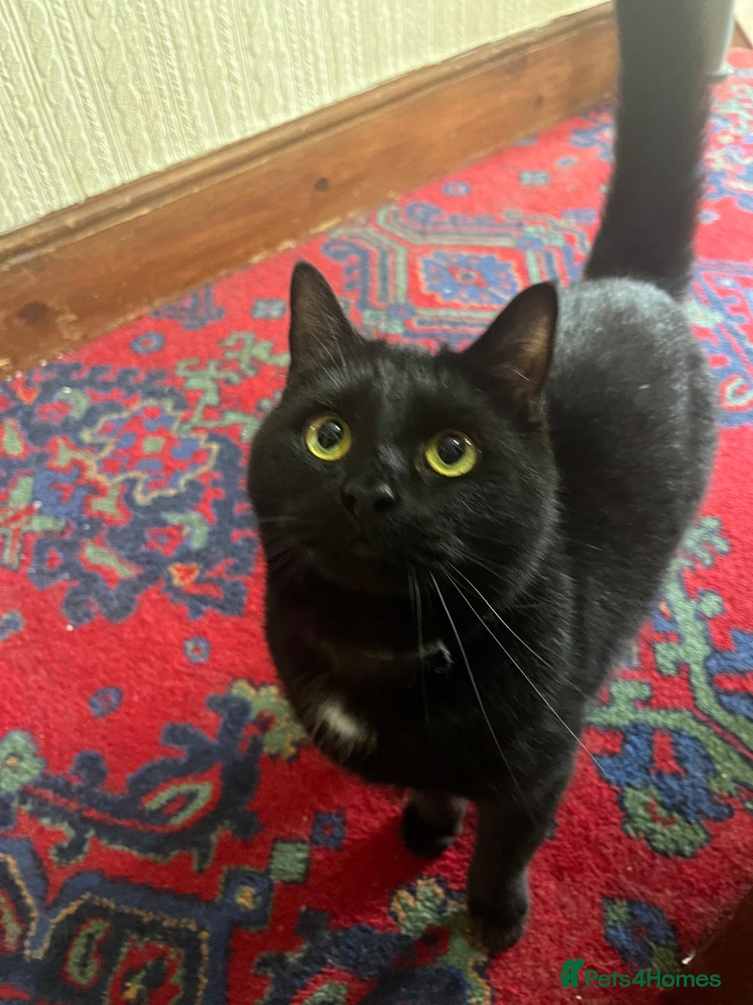 British Shorthair cats for sale: Socks & Mittens - Image 2