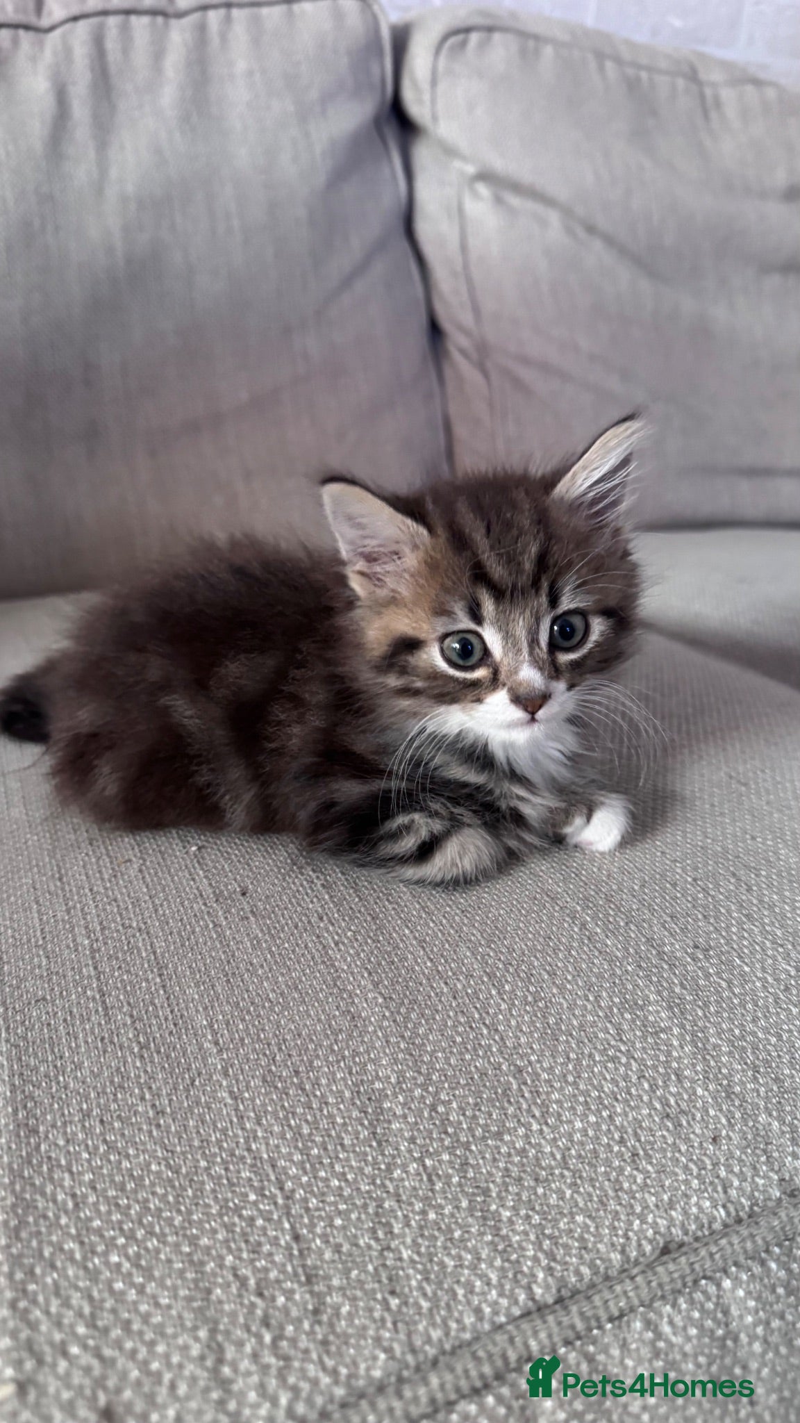 Domestic Shorthair cats Gorgeous male kitten  - Advert 1