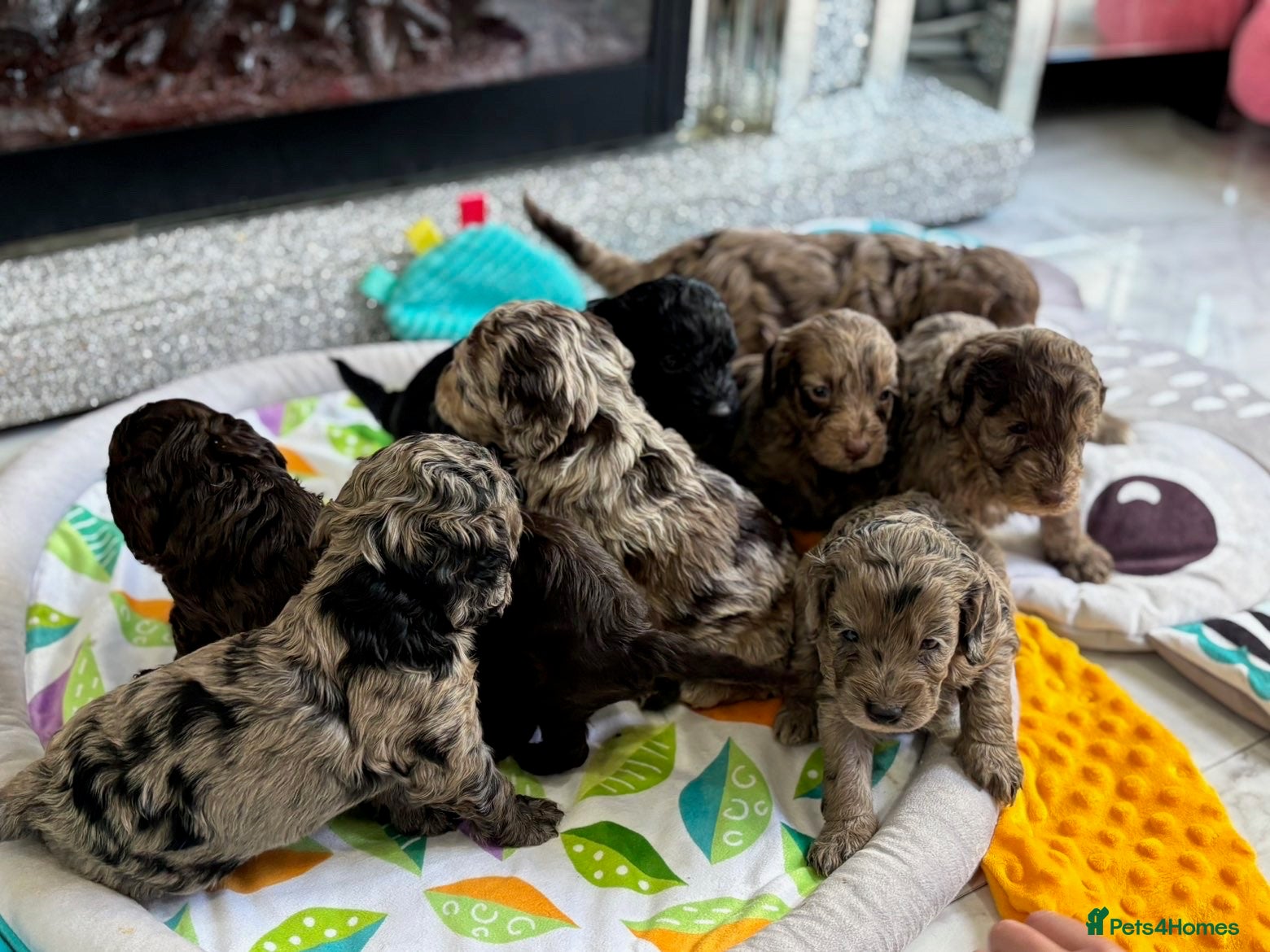 Cockapoo dogs Quality F1 best in the west mids beautiful pups - Advert 8