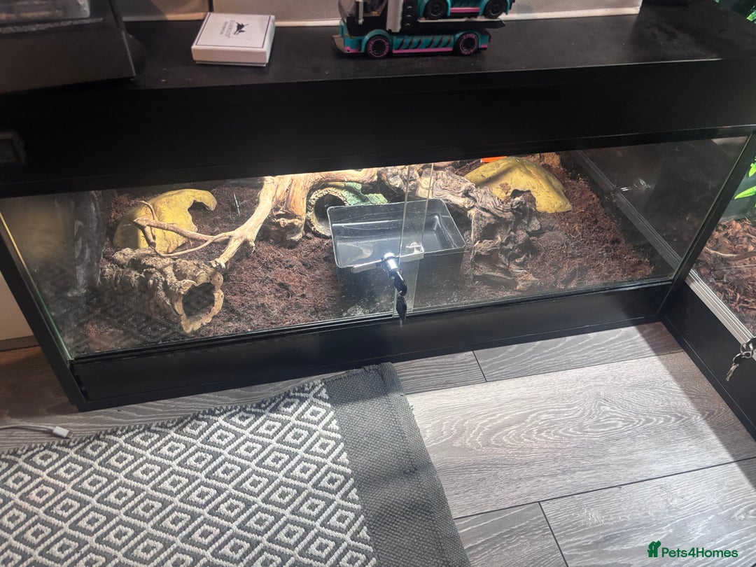 Boa Snake reptiles for sale: Female Brazilian rainbow boa and 3 foot viv - Advert 1