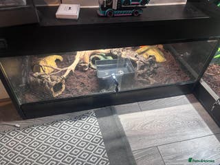 Boa Snake reptiles Female Brazilian rainbow boa and 3 foot viv - Advert 3