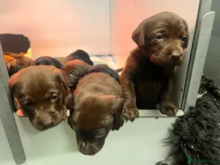 Labrador Retriever dogs Dual purpose bred Labradors - Advert 5