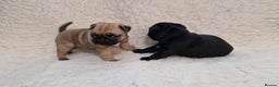 Pug dogs for sale: 2 Adorable pug puppies for sale  - Advert 11