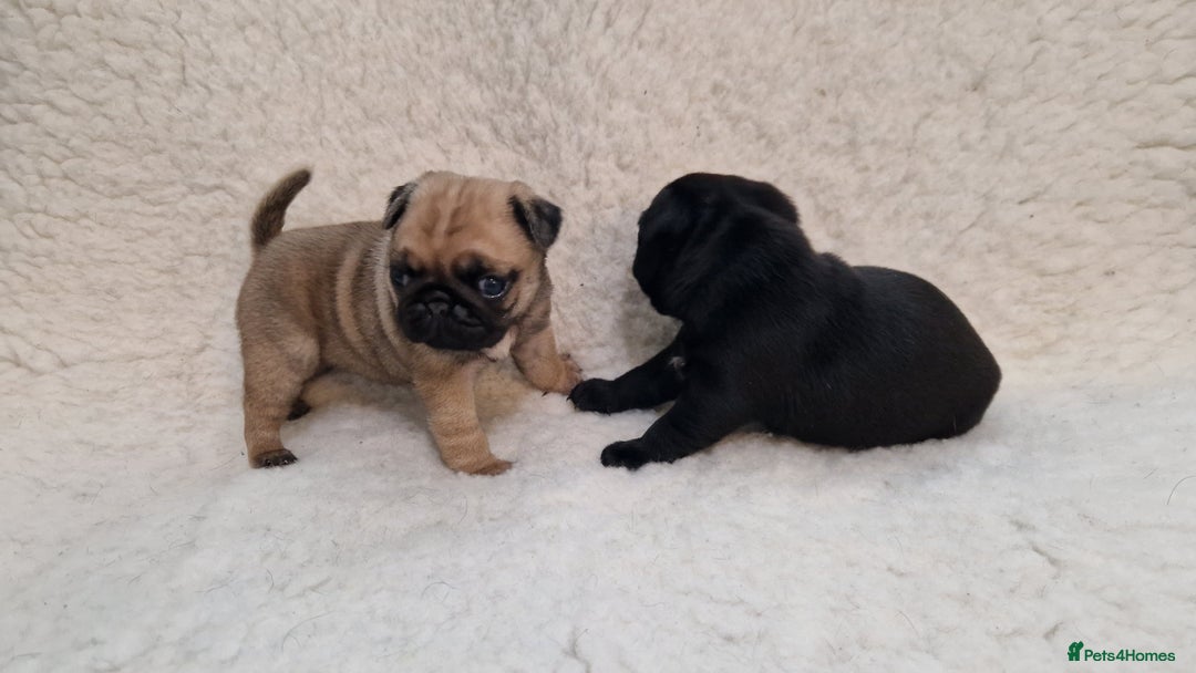 Pug dogs for sale: 2 Adorable pug puppies for sale  - Advert 11