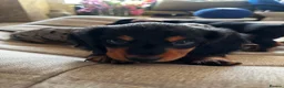 Dachshund dogs for sale: Miniature Dachshund Puppies Read Soon  - Advert 24